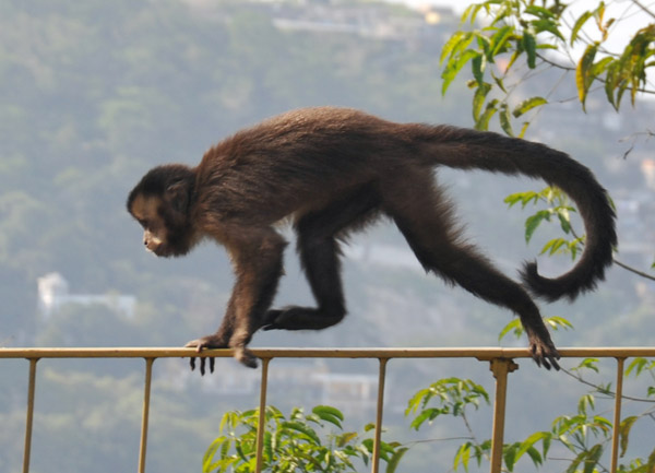 Black Capuchin Monkey (Sapajus nigritus), Tijuca National Park, Rio de Janeiro