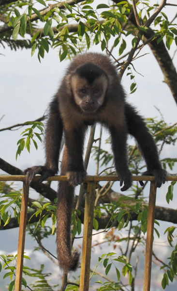 Black Capuchin Monkey (Sapajus nigritus)