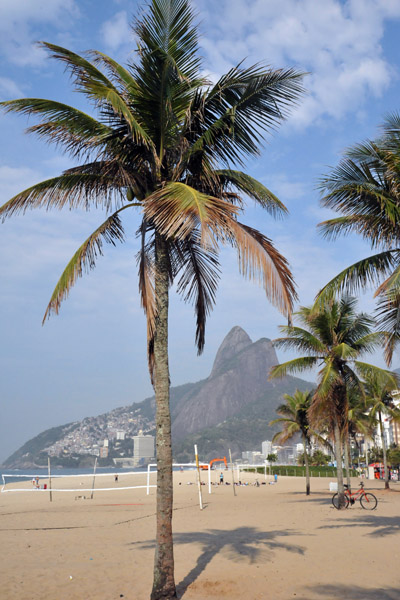 Ipanema Beach - Palm Tree