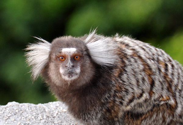 Common Marmoset (Callithrix jacchus), Sugarloaf