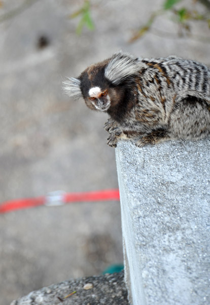 Common Marmoset, Po de Acar