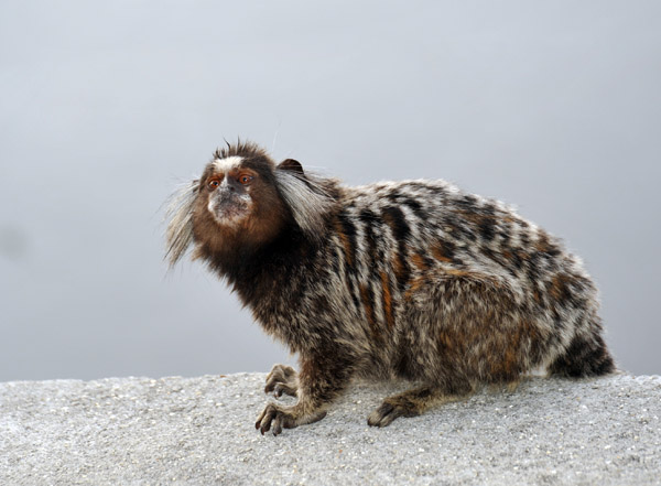 In Portuguese, they're called Sagui