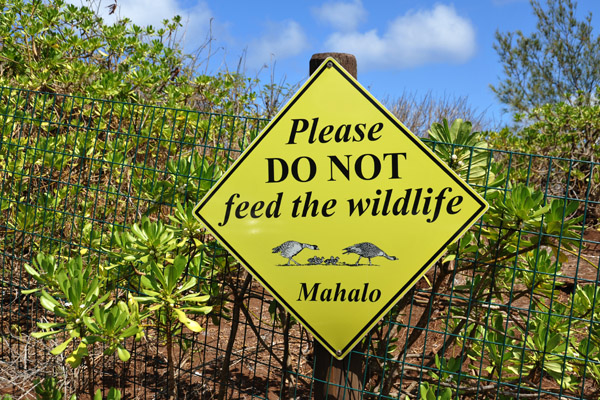 Do Not Feed Wildlife - Kilauea Point, Kauai
