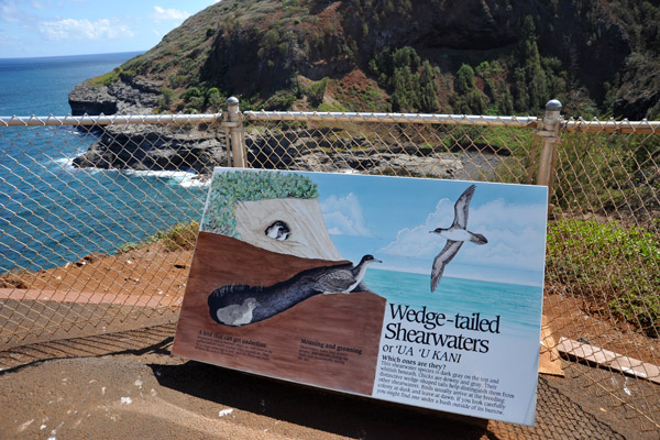 Kilauea Point NWR - Wedge-tailed Shearwaters