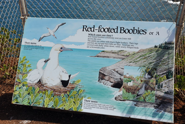 Kilauea Point NWR - Red-footed Boobies