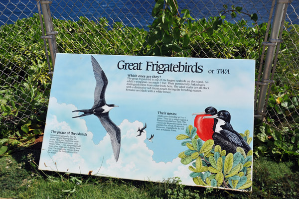 Kilauea Point NWR - Great Frigatebirds