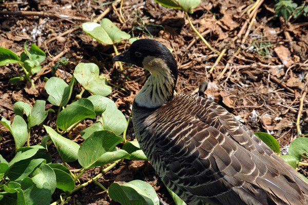 Not much action from the signposted birds but there was a nēnē 