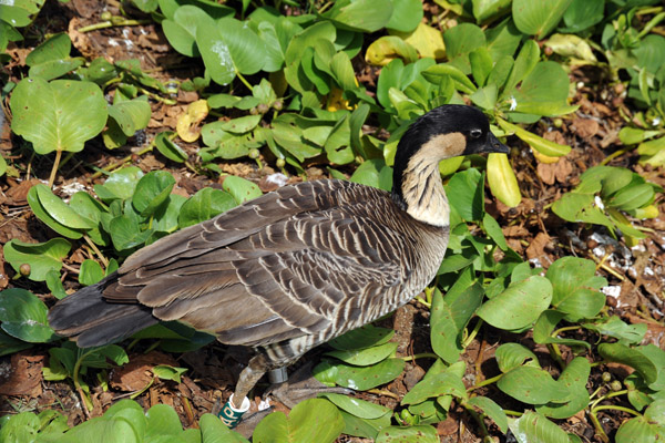 Nēnē - Hawaiian Goose (Branta sandvicensis), Kilauea Point National Wildlife Refuge