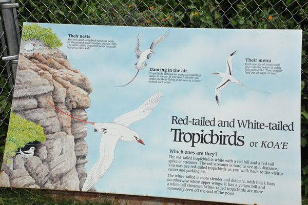 Kilauea Point NWR - Red- and White-tailed Tropicbirds