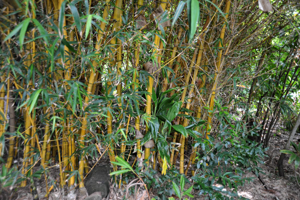 Bamboo at the Fern Grotto, Kauai