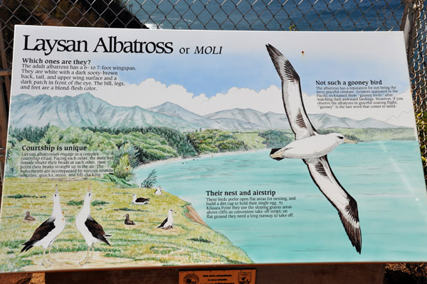 Kilauea Point NWR - Laysan Albatross