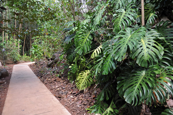 Walkway to the Fern Grotto - Wailua River State Park, Kauai