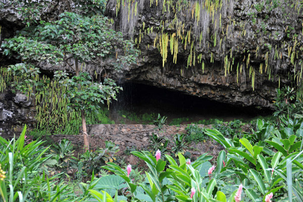 Fern Grotto - known as Ma'ama'akualono to the ancient Hawaiians