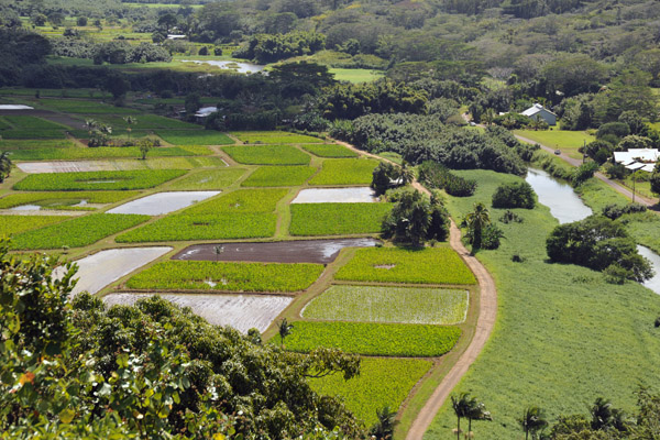 Taro Fields along the Hanalei River