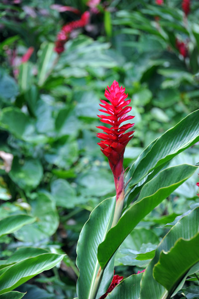 Wailua River State Park, Kauai