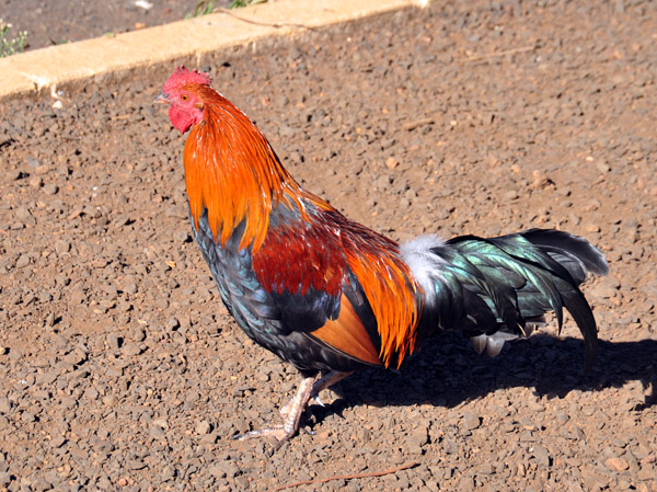 Kauai Rooster, Waimea Canyon State Park