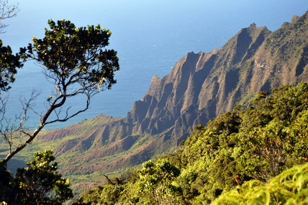 On the Pihea Trail, Kokee State Park