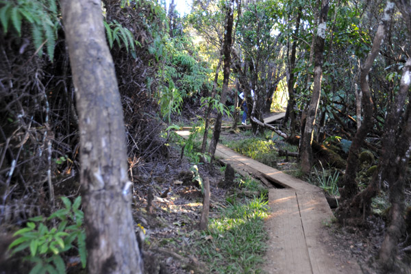 Pihea Trail, Kokee State Park