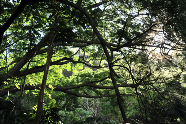 Maui jungle, Iao Valley State Park