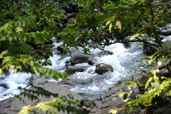 Stream passing through Iao Valley State Park