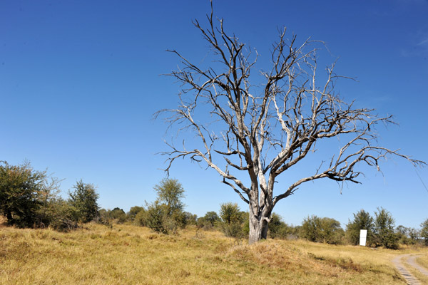 BotswanaJun12 0670.jpg