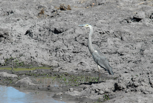 BotswanaJun12 0672.jpg