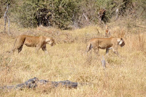 A pair of lionesses crossing out of Chobe National Park