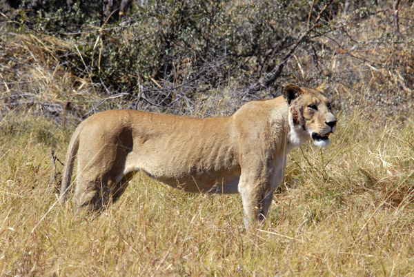 This lioness has quite an injury on her face