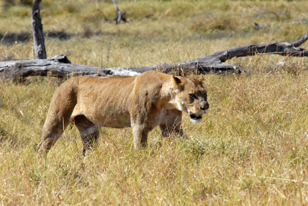 The second lioness