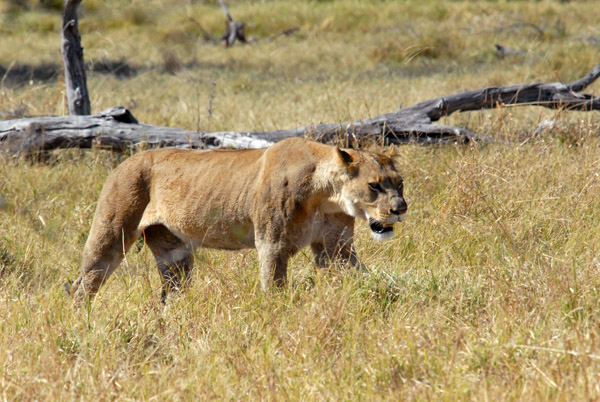 The second lioness 