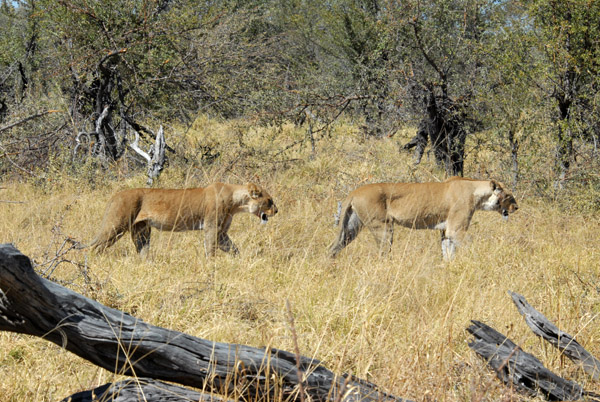 BotswanaJun12 0694.jpg