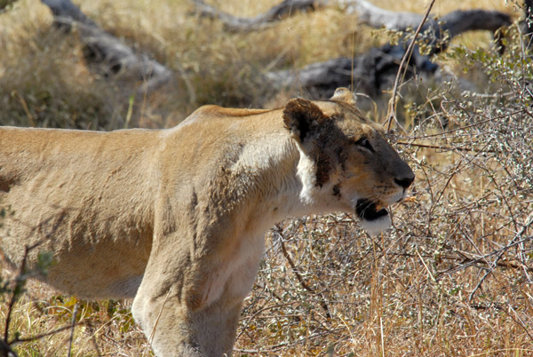 BotswanaJun12 0701.jpg