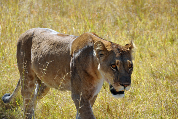 The lions pass right next to us, seemingly oblivious to our presence, or at least not caring