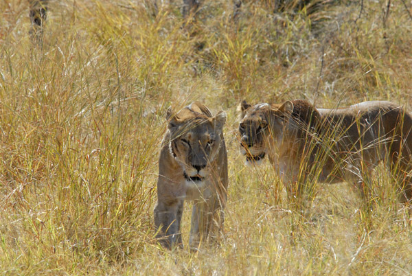 BotswanaJun12 0730.jpg