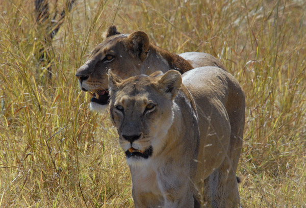 BotswanaJun12 0736.jpg