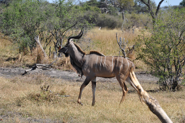 BotswanaJun12 0750.jpg