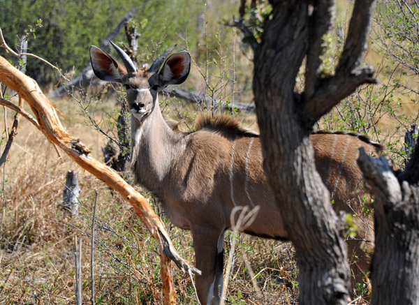 BotswanaJun12 0751.jpg