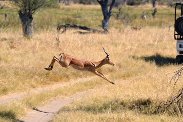 BotswanaJun12 0759.jpg