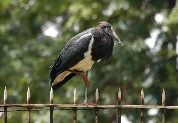 HarareMar13 058.jpg