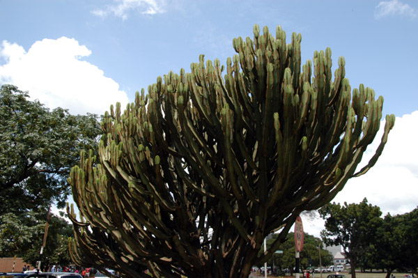 HarareMar13 063.jpg