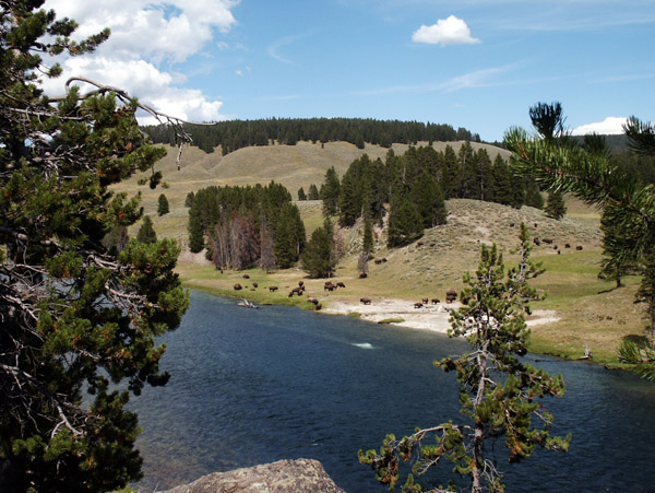 Bison along the Yellowstone River