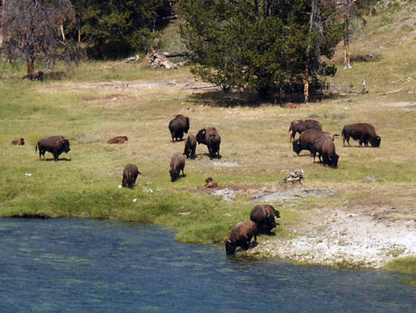 Bison along the Yellowstone River