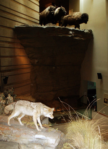 Head-Smashed-In Buffalo Jump Interpretive Centre