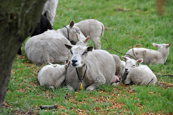 Sheep resting, Noord Holland