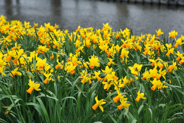 Narcissus, commonly referred to as Daffodil, blooming in April, South Holland 