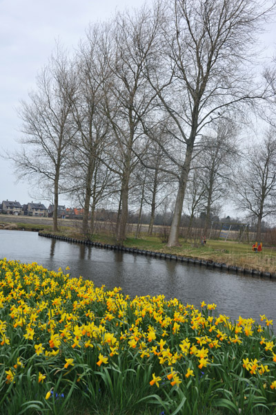 Yellow Narcissus by a canal, mid-April
