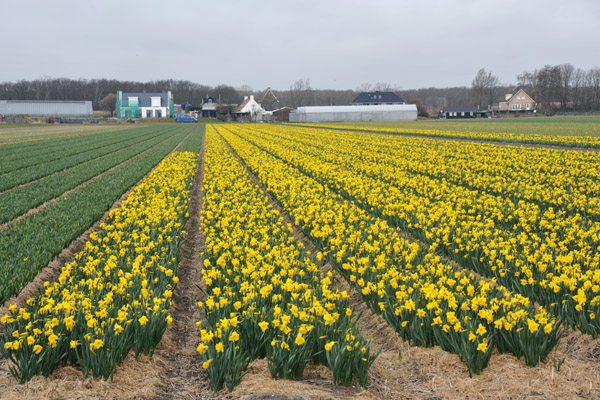 On this ride, 13 April 2013, only the daffodils were in bloom