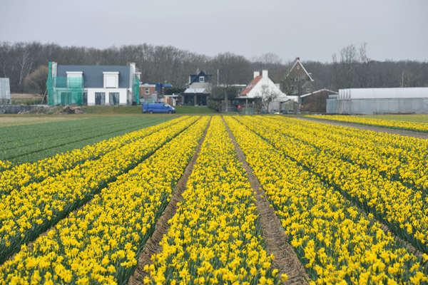 The tulips were late in 2013