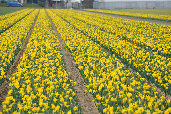 Flower fields of De Bollenstreek, Zilk