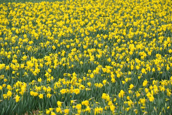 Fields of yellow narcissus (daffodils) south of De Zilk
